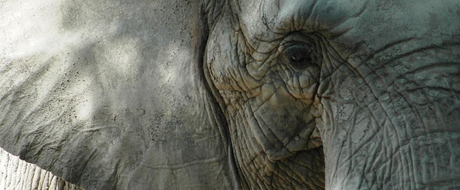 Elefant Elefant