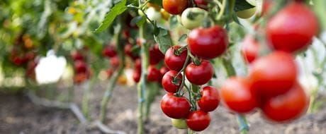 Tomaten Tomaten