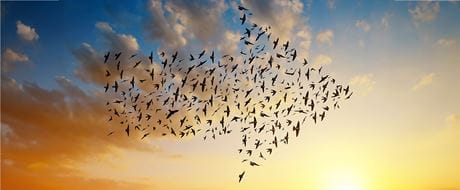 Vogelschwarm bildet Pfeil am Himmel