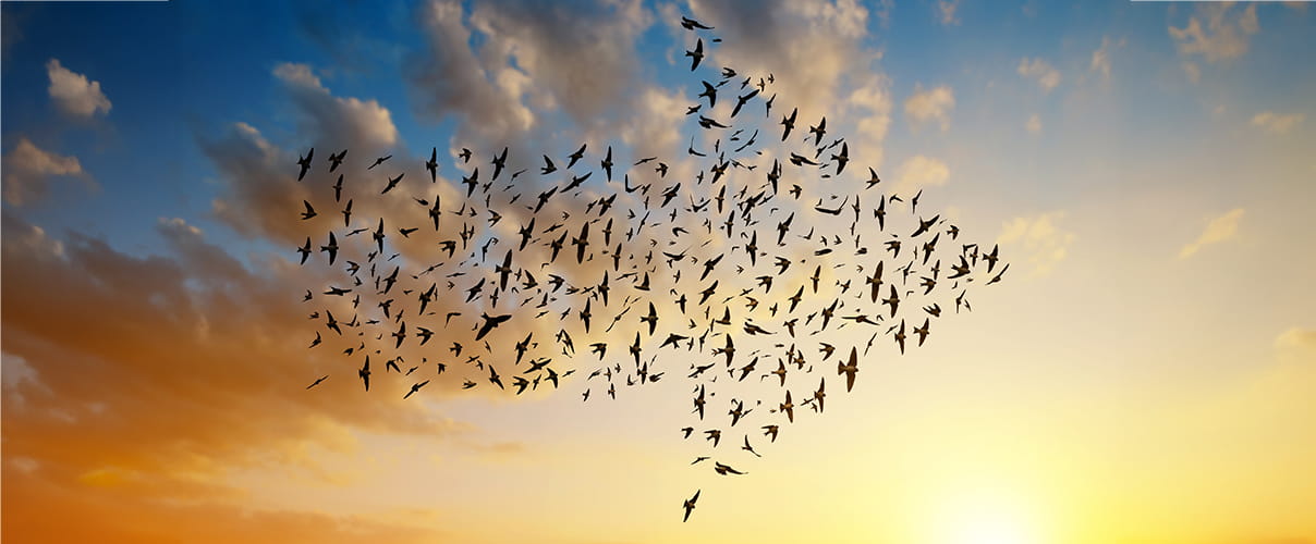 Vogelschwarm bildet Pfeil am Himmel