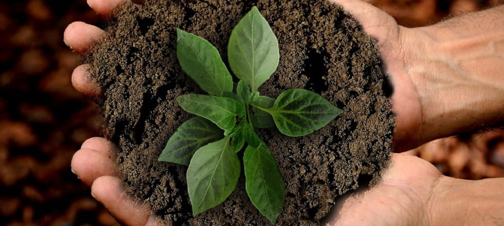 Hände mit Keimling in Erde