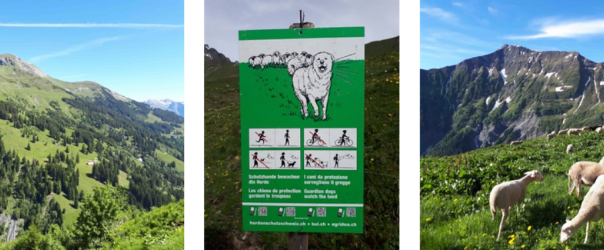 Schafe im Berggebiet