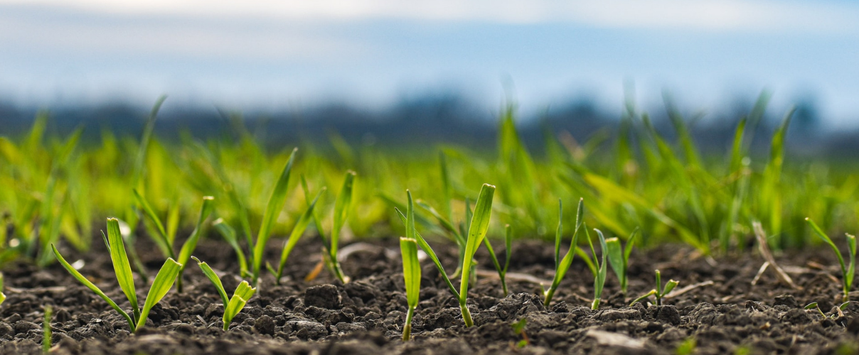 Landwirtschaft