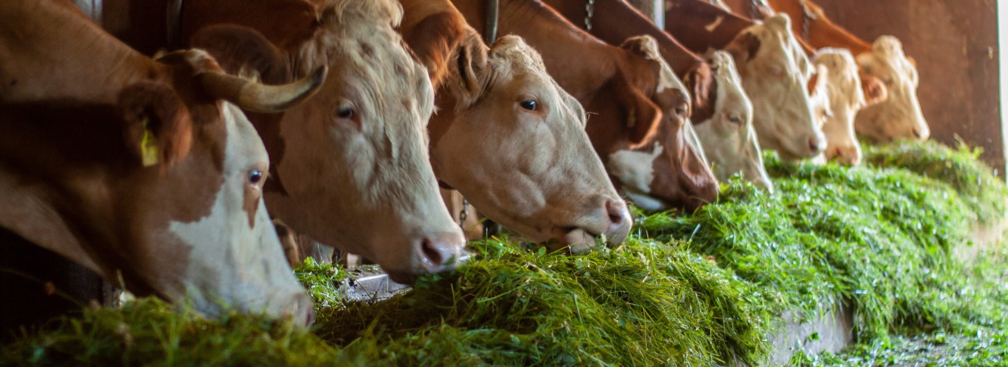 Grasfressende Kühe Forschungskolloquium